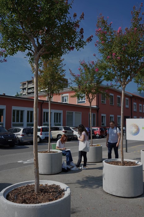 Les arbres plantés dans des bacs offrent un support à la biodiversité en ville (photo : Felicia Lamanuzzi Architetto).